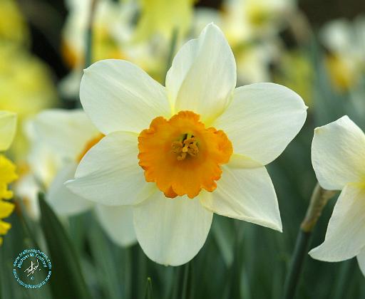 Daffodil 8R86D-05.JPG